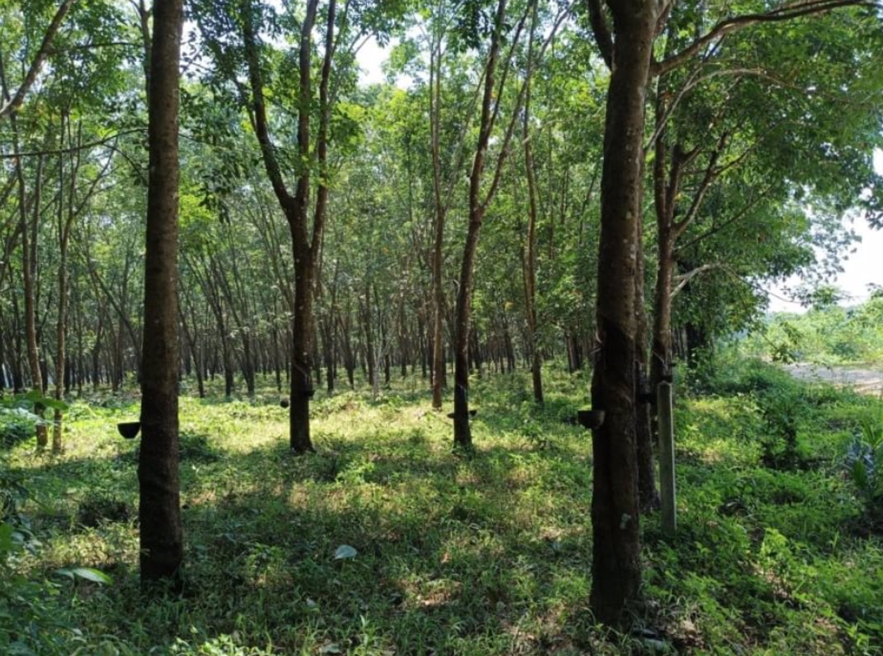 ขายสวนยางพาราในเมืองบึงกาฬ-เนื้อที่-44-ไร่-3-งาน