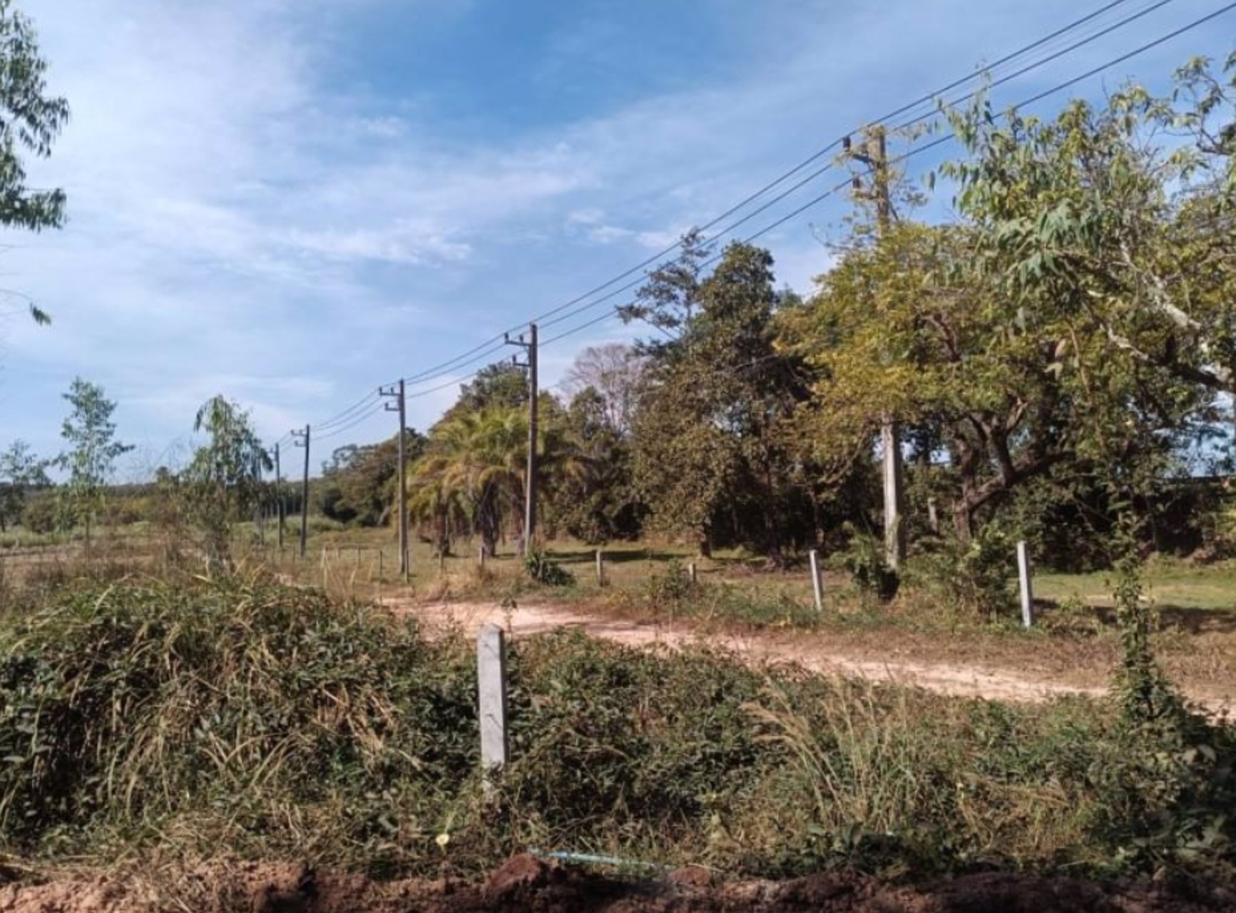 ขายสวนยางพาราในเมืองบึงกาฬ-เนื้อที่-44-ไร่-3-งาน