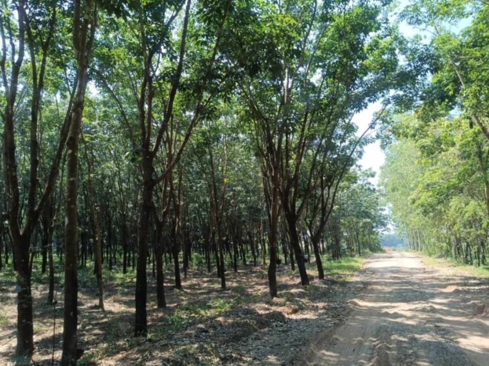 ขายสวนยางพาราในเมืองบึงกาฬ-เนื้อที่-44-ไร่-3-งาน