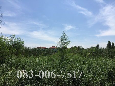 ขายที่ดิน-ข้างปั้มเชล์-ถเอกชัย-บางบอน-31-ไร่-ใกล้-โรงเรียนศึกษานารี-เข้าซอย-700-ม-เดินทางสะดวก