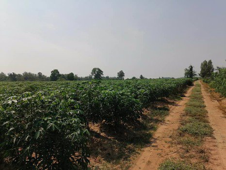 ขายที่ดินสวยๆ-เสิงสาง-นครราชสีมา-ราคาสุดถูก-มี-50-ไร่-แบ่งได้-