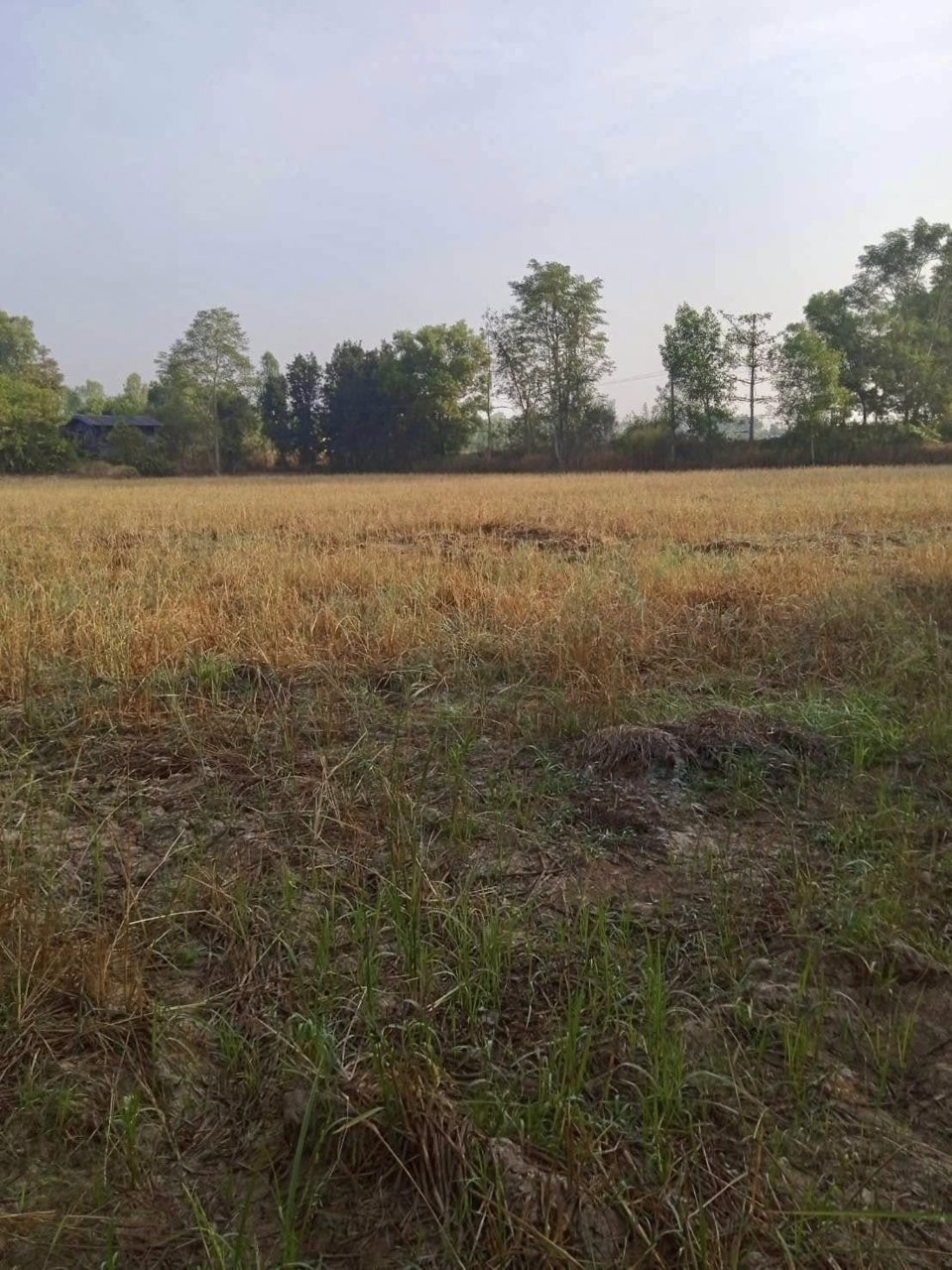 ขาย-ที่ดิน-สากเหล็ก-พิจิตร-6-0-42-ตรว