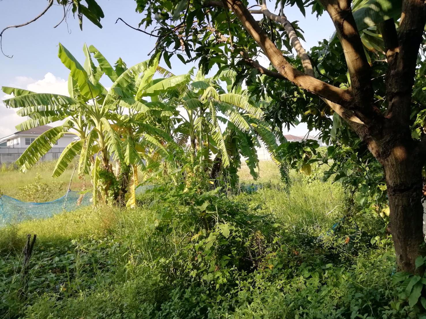 ขายด่วนที่ดินทำเลดีราคาถูก-1-ไร่-จตุโชติ