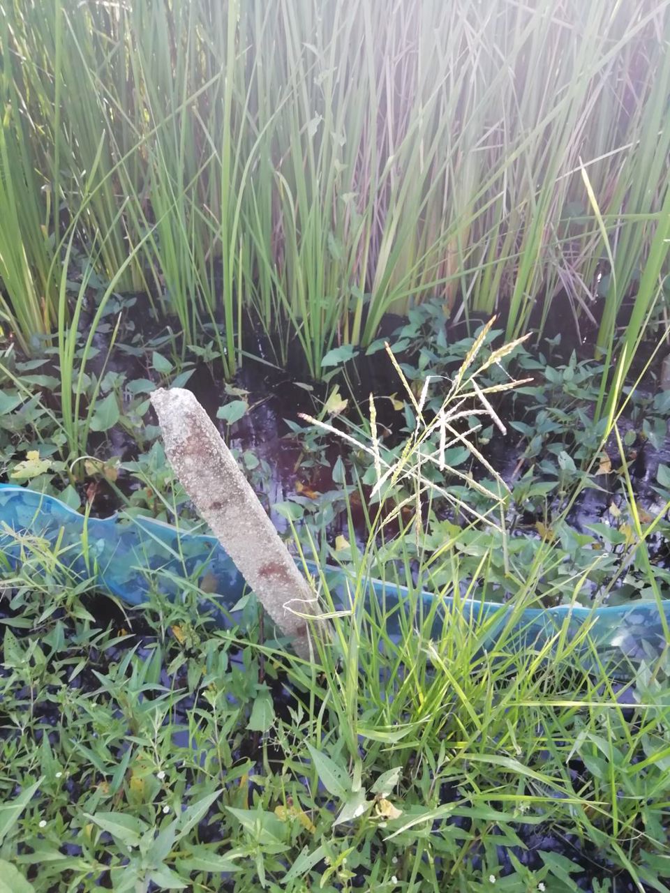 ขายด่วนที่ดินทำเลดีราคาถูก-1-ไร่-จตุโชติ