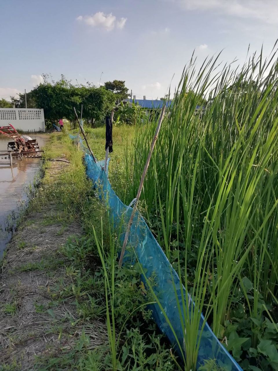 ขายด่วนที่ดินทำเลดีราคาถูก-1-ไร่-จตุโชติ