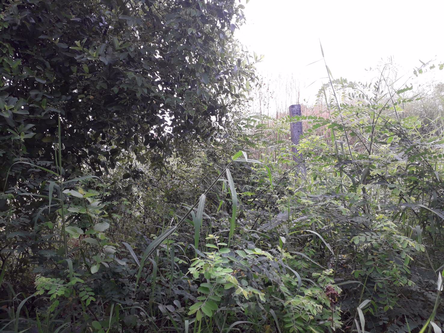 ขายด่วนที่ดินราคาถูก-2-ไร่-ซสายไหม-64-1