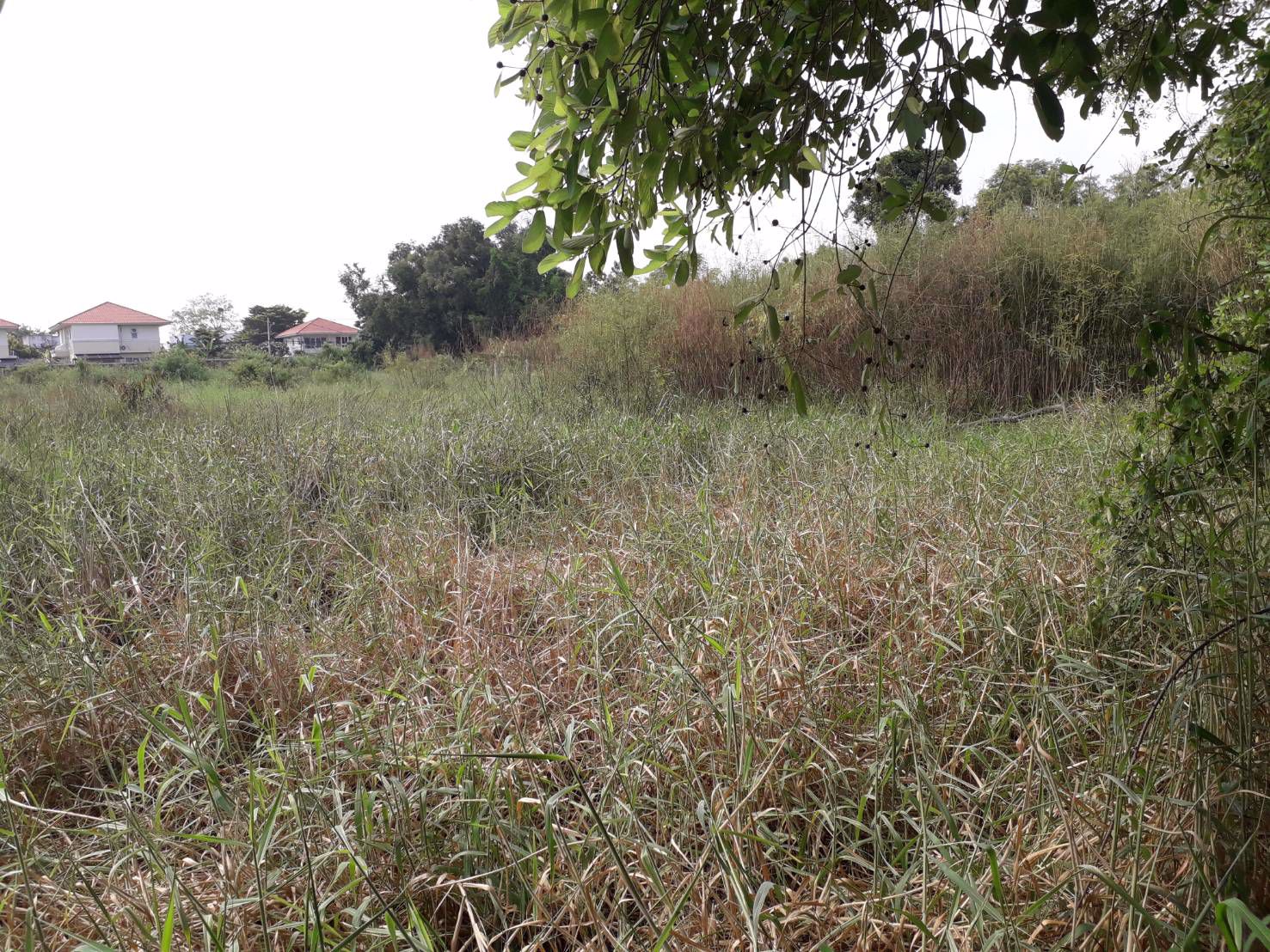 ขายด่วนที่ดินราคาถูก-2-ไร่-ซสายไหม-64-1