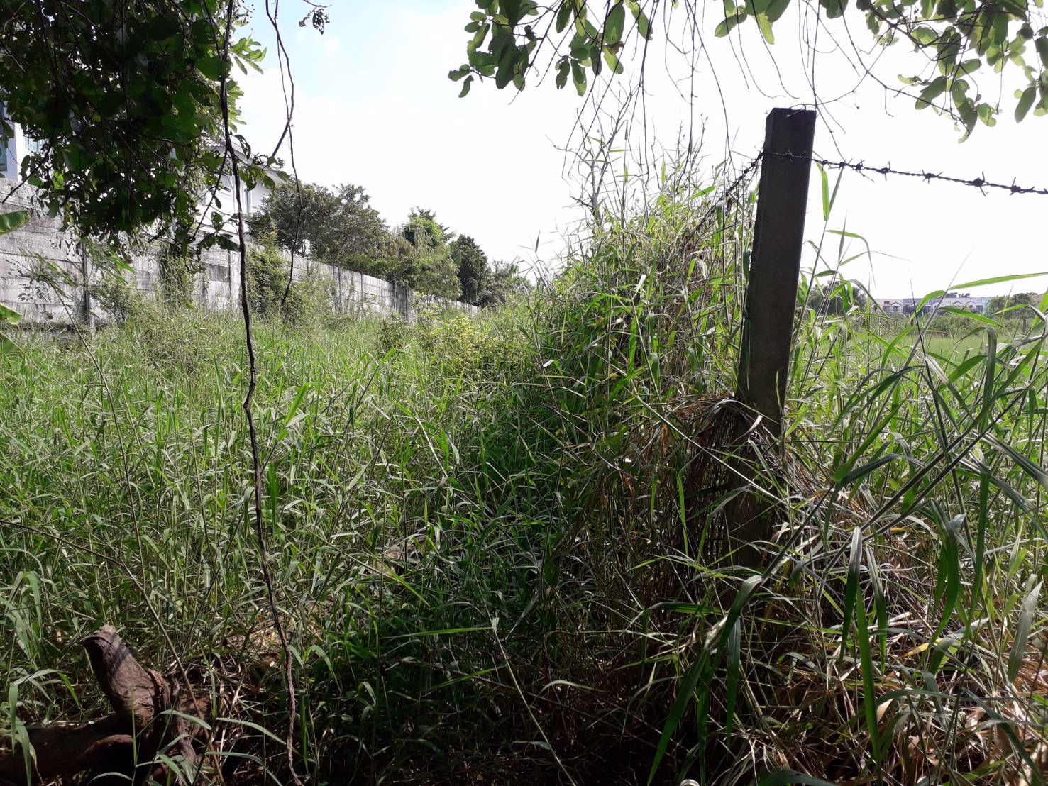 ขายด่วนที่ดินราคาถูก-2-ไร่-ซสายไหม-64-1