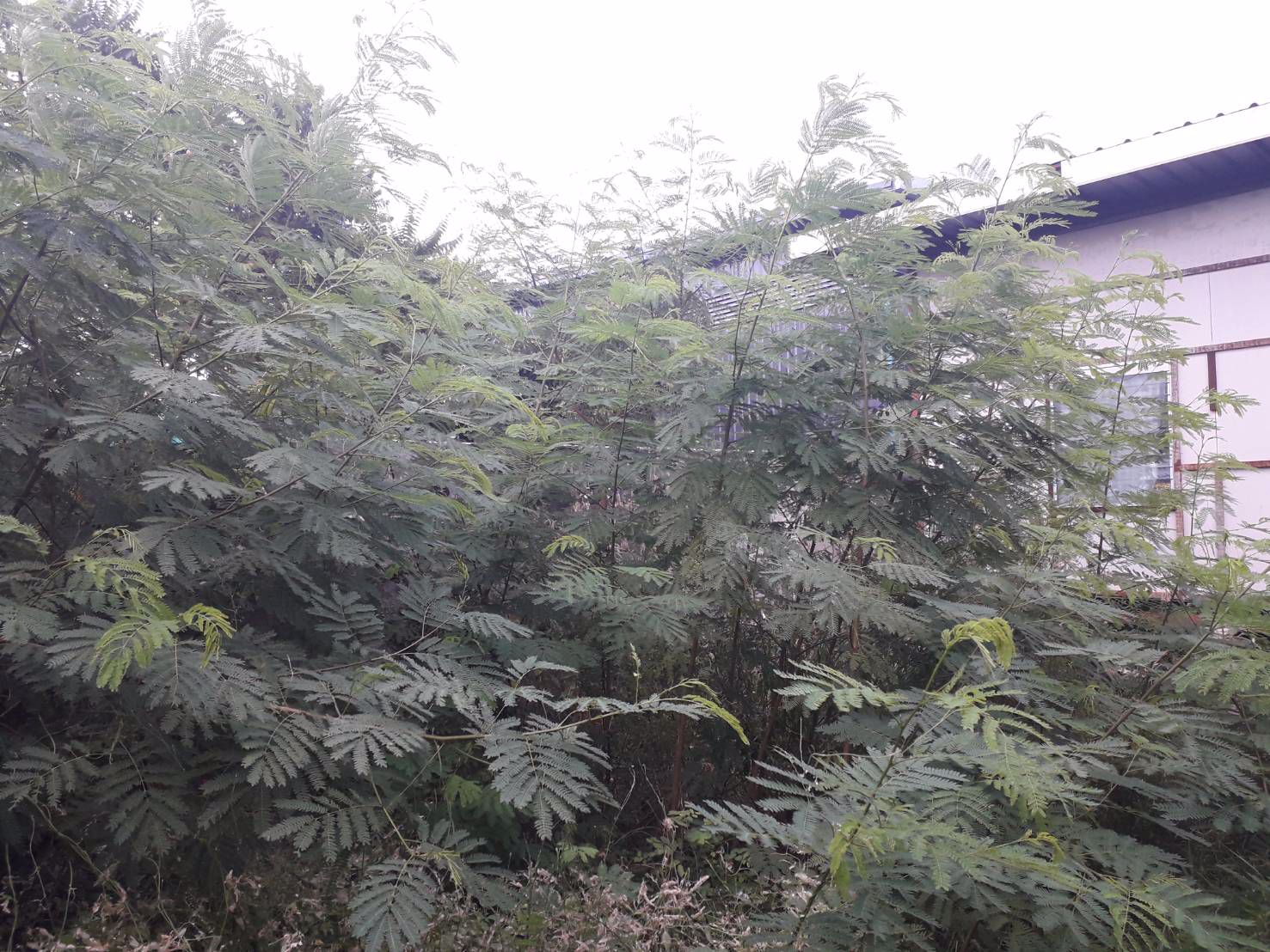 ขายที่ดินพร้อมสิ่งปลูกสร้าง-50-ตารางวา-ราคาถูกลำลูกกาคลอง-3-ใกล้รถไฟฟ้าคูคต