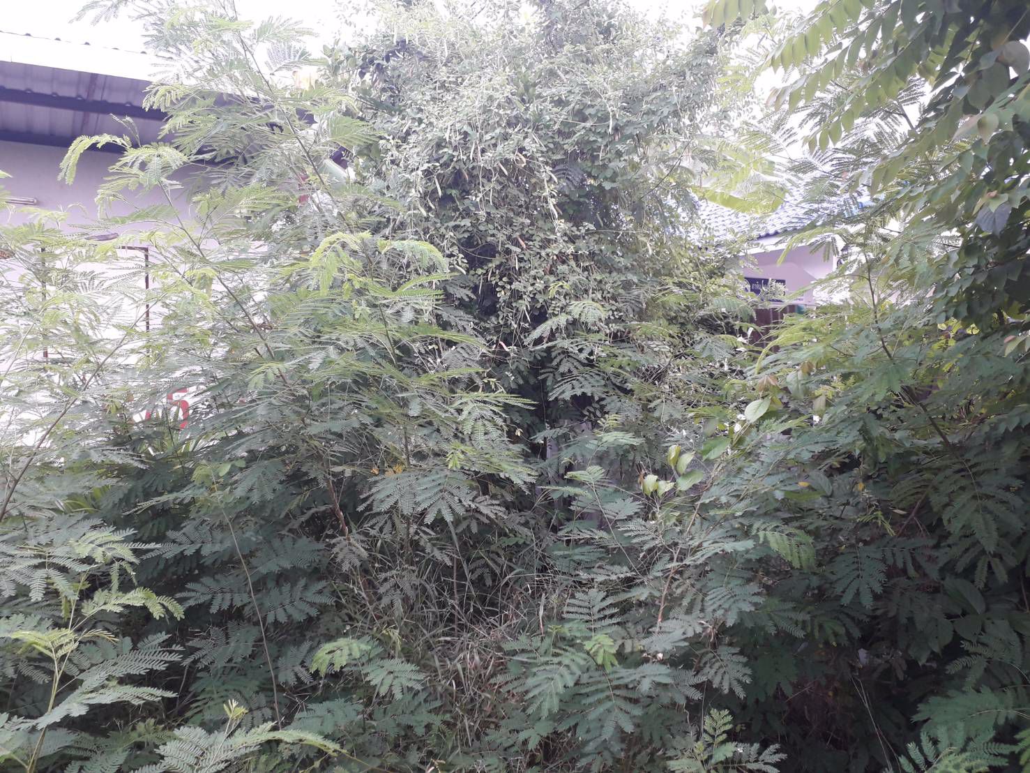 ขายที่ดินพร้อมสิ่งปลูกสร้าง-50-ตารางวา-ราคาถูกลำลูกกาคลอง-3-ใกล้รถไฟฟ้าคูคต