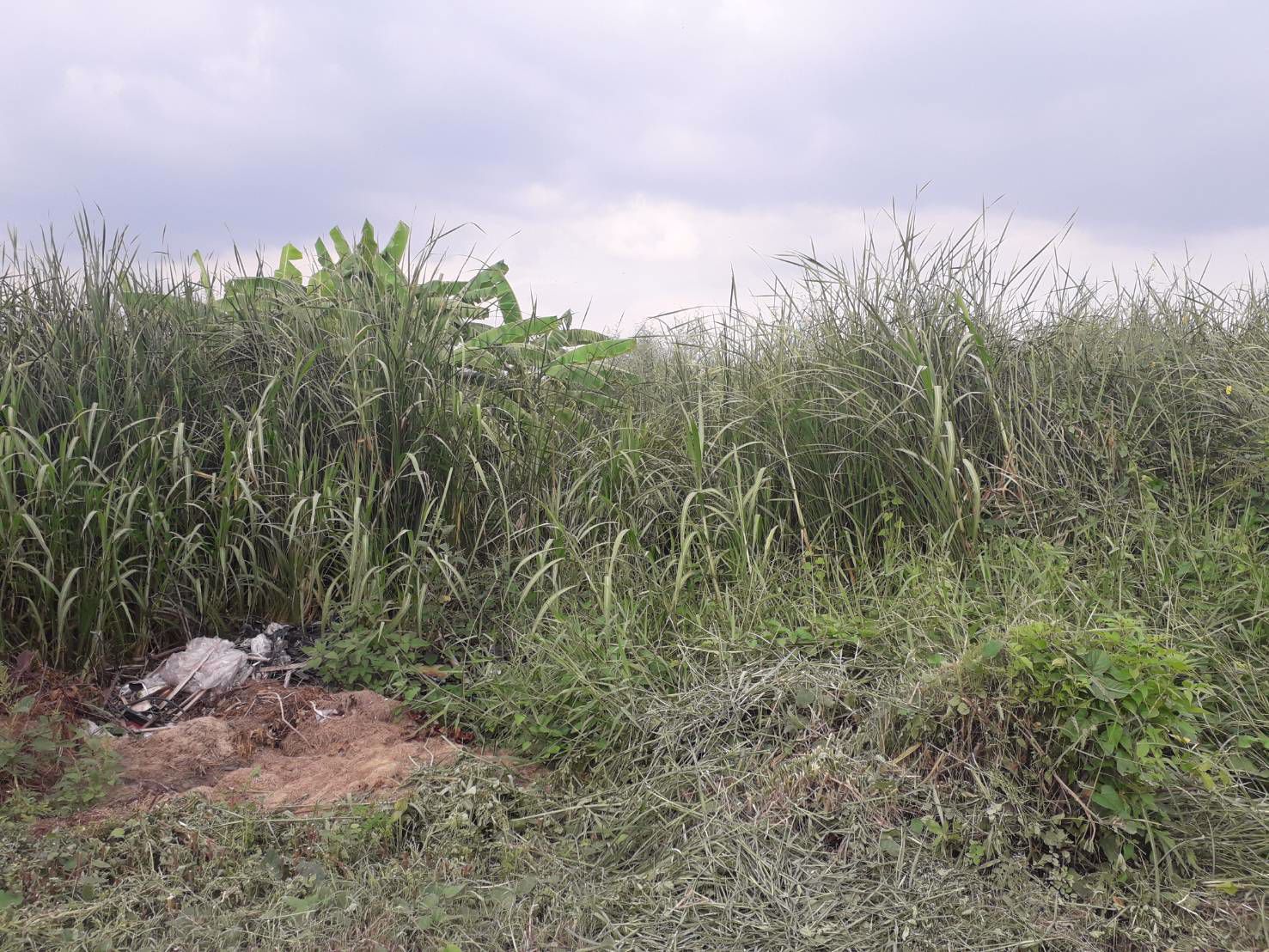 ขายที่ดิน-35-ไร่-ทำเลดีมาก-ติดวงแหวนกาญจนาภิเษกและมอเตอร์เวย์กรุงเทพ-ชลบุรี