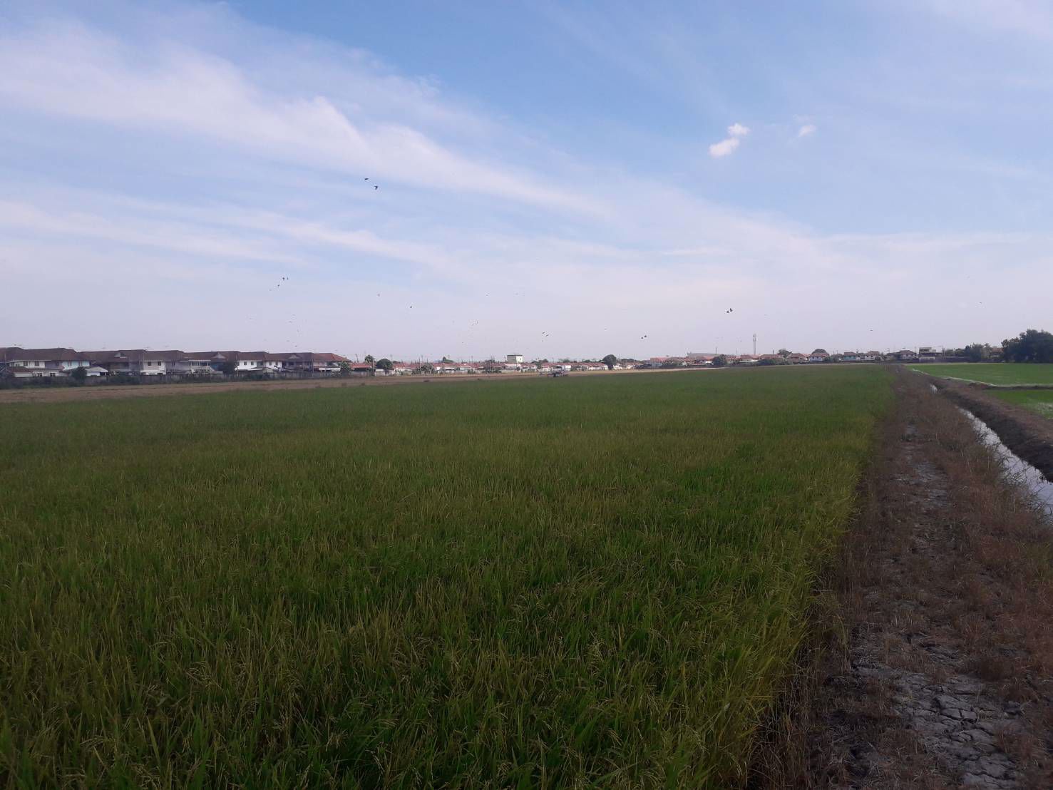 ขายถูกมากที่ดิน-93-ไร่-ติดหมู่บ้านพฤกษา-3-วัดลาดปลาดุก