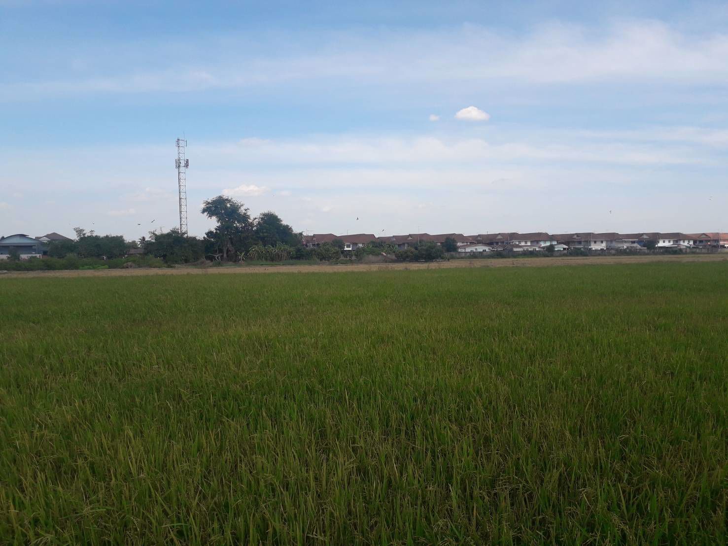 ขายถูกมากที่ดิน-93-ไร่-ติดหมู่บ้านพฤกษา-3-วัดลาดปลาดุก