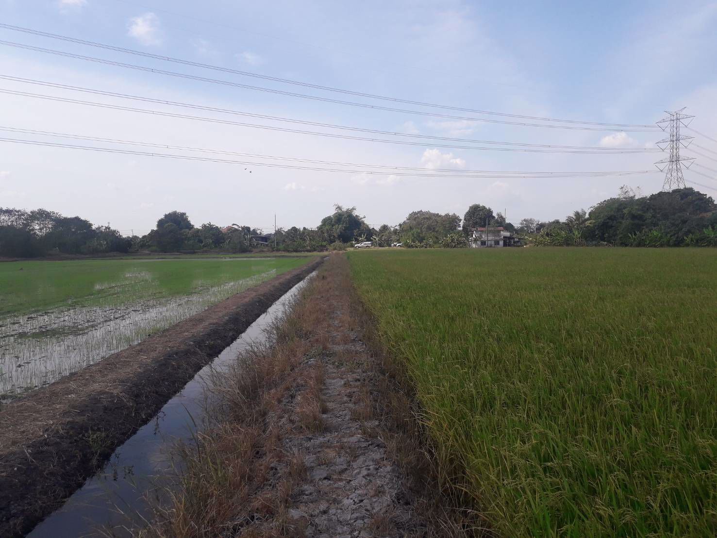 ขายถูกมากที่ดิน-93-ไร่-ติดหมู่บ้านพฤกษา-3-วัดลาดปลาดุก