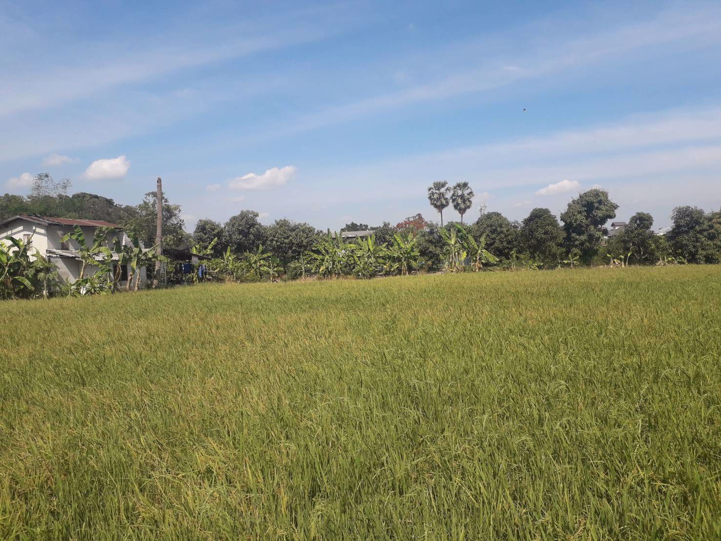 ขายถูกมากที่ดิน-93-ไร่-ติดหมู่บ้านพฤกษา-3-วัดลาดปลาดุก