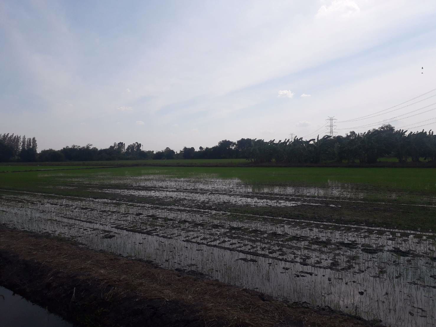 ขายถูกมากที่ดิน-93-ไร่-ติดหมู่บ้านพฤกษา-3-วัดลาดปลาดุก