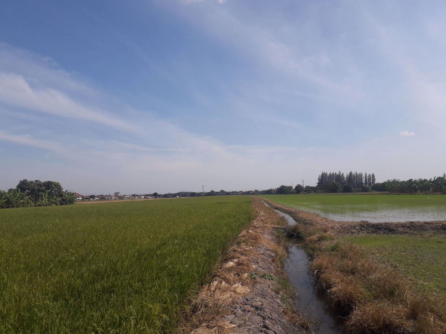 ขายถูกมากที่ดิน-93-ไร่-ติดหมู่บ้านพฤกษา-3-วัดลาดปลาดุก