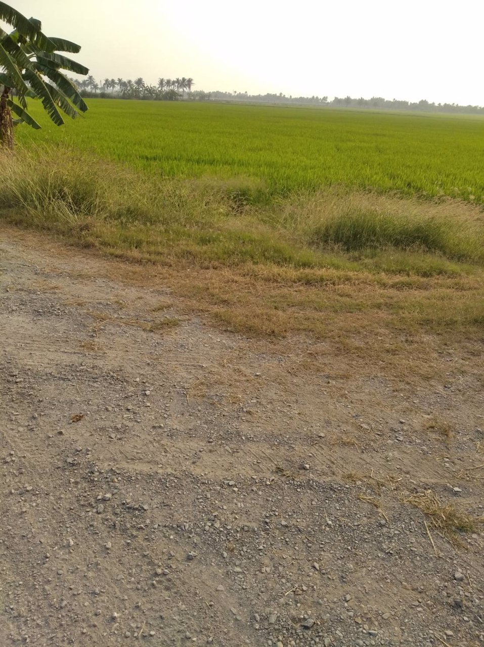 ขายถูกที่ดิน-39-ไร่-ใกล้โซนทำสนามบินนครปฐมแห่งใหม่ราคาไม่แพง