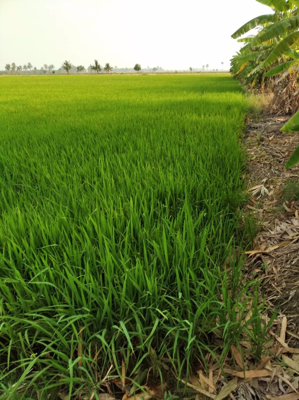 ขายถูกที่ดิน-39-ไร่-ใกล้โซนทำสนามบินนครปฐมแห่งใหม่ราคาไม่แพง