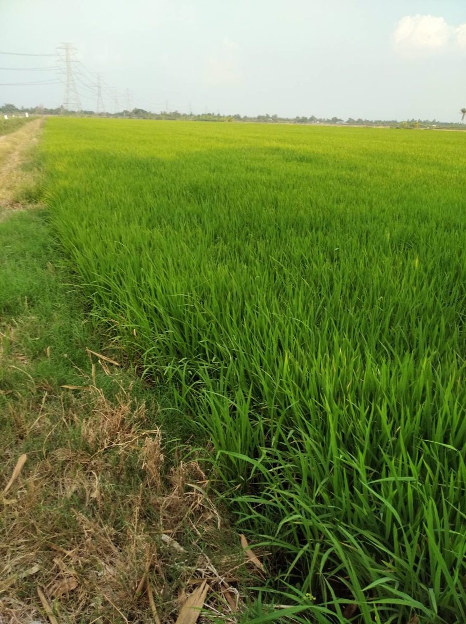 ขายถูกที่ดิน-39-ไร่-ใกล้โซนทำสนามบินนครปฐมแห่งใหม่ราคาไม่แพง