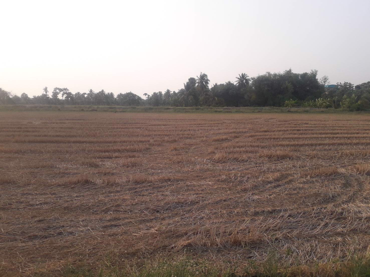 ขายถูกที่ดิน-39-ไร่-ใกล้โซนทำสนามบินนครปฐมแห่งใหม่ราคาไม่แพง