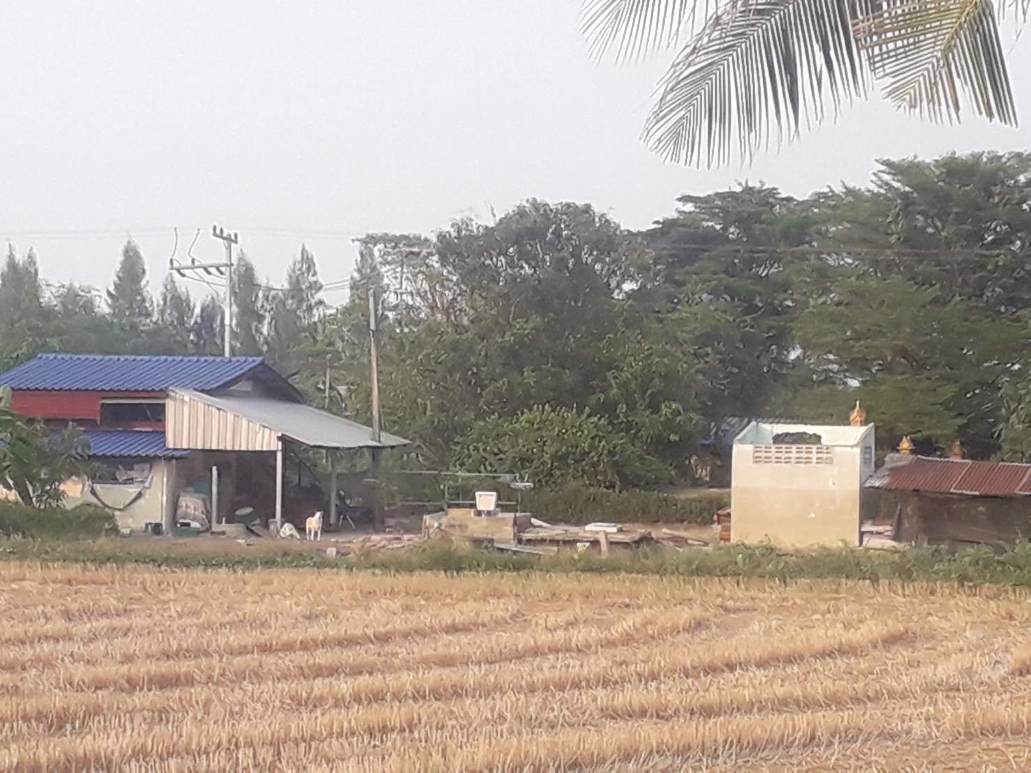 ขายถูกที่ดิน-39-ไร่-ใกล้โซนทำสนามบินนครปฐมแห่งใหม่ราคาไม่แพง