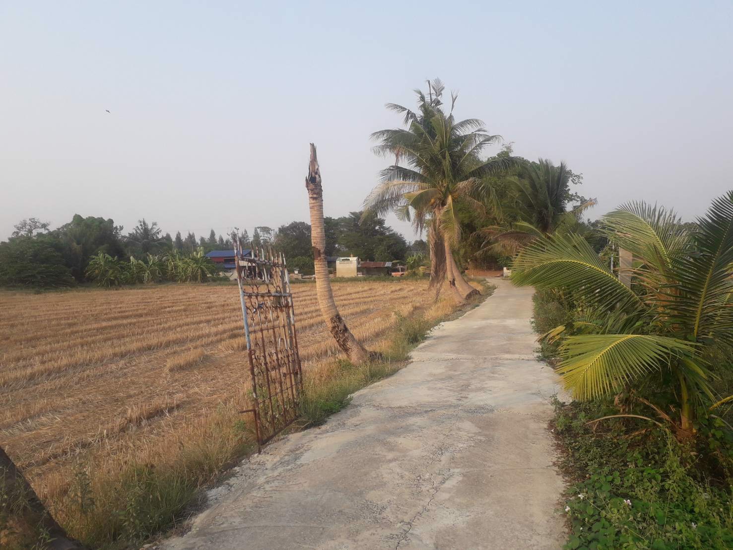 ขายถูกที่ดิน-39-ไร่-ใกล้โซนทำสนามบินนครปฐมแห่งใหม่ราคาไม่แพง