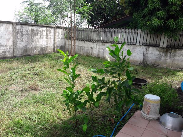 ขายบ้านเดี่ยว-1-ชั้น-มอริสรา-ซ9-ตหลักชัย-อลาดบัวหลวง-จอยุธยา