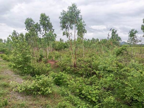 ขายที่ดินเขาย้อย-ตหนองชุมพล-อเขาย้อย-จเพชรบุรี-62-ไร่-3-งาน-494-ตรว