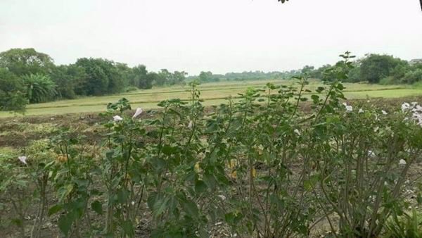 ขายที่ดินทำเล-ใกล้สถานีรถไฟฟ้า-2สาย-สีส้ม-49-2-10-ไร่-หมู่บ้านสัมมากร-สุขาภิบาล-3