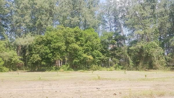 ขายที่ดิน-ติดทะเล-หาดเจ้าใหม่-ตไม้ฝาด-อสิเกา-จตรัง-15-ไร่-ที่สวย