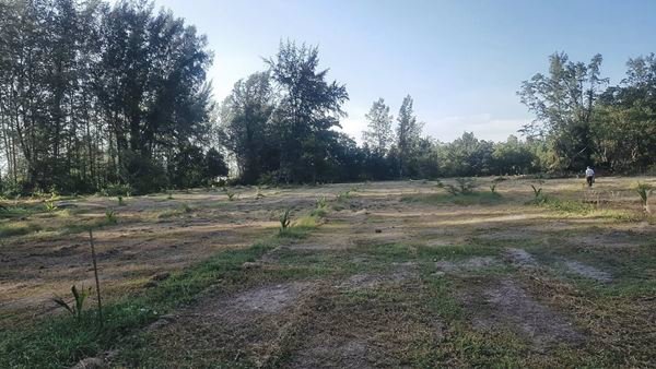 ขายที่ดิน-ติดทะเล-หาดเจ้าใหม่-ตไม้ฝาด-อสิเกา-จตรัง-15-ไร่-ที่สวย