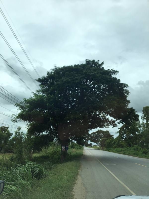 ขายที่ดินแปลงสวยติดถนนลาดยาง-8ไร่-อเสนา-จพระนครศรีอยุธยา