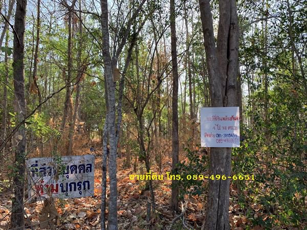 ขายที่ดินและต้นสัก-ขายรวมต้นสัก-แบ่งขายต้นสัก-ขนาด-4-ไร่-88-ตรว-อวิเชียรบุรี-จเพชรบูรณ์
