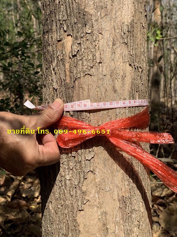 ขายที่ดินและต้นสัก-ขายรวมต้นสัก-แบ่งขายต้นสัก-ขนาด-4-ไร่-88-ตรว-อวิเชียรบุรี-จเพชรบูรณ์