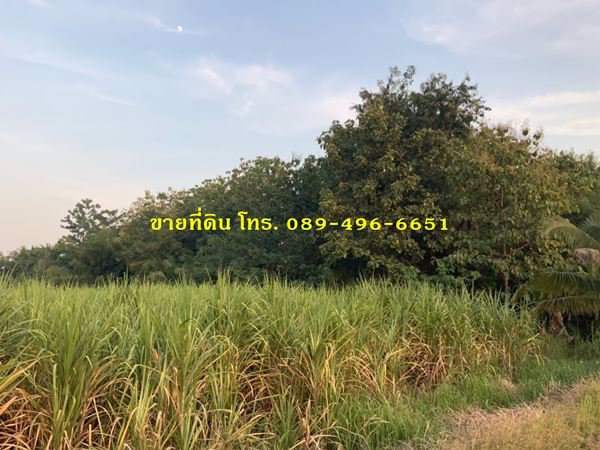 ขายที่ดินและต้นสัก-ขายรวมต้นสัก-แบ่งขายต้นสัก-ขนาด-4-ไร่-88-ตรว-อวิเชียรบุรี-จเพชรบูรณ์