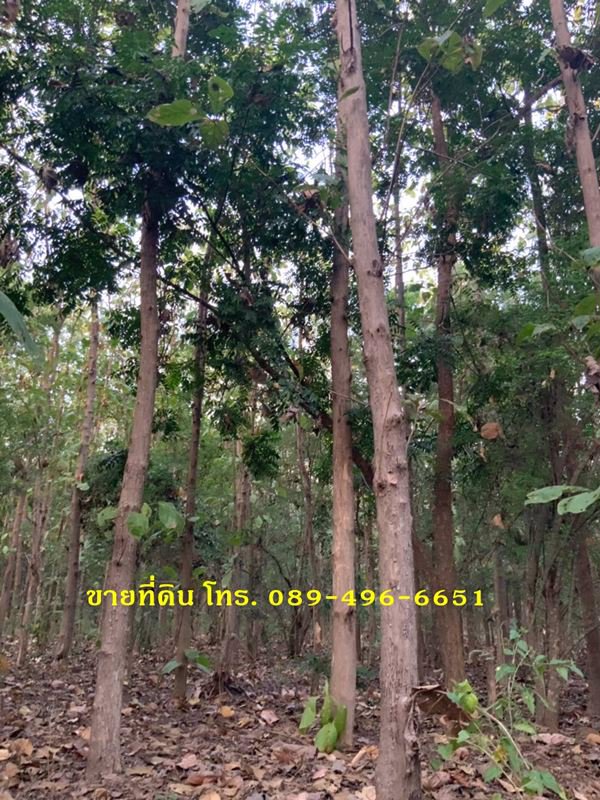 ขายที่ดินและต้นสัก-ขายรวมต้นสัก-แบ่งขายต้นสัก-ขนาด-4-ไร่-88-ตรว-อวิเชียรบุรี-จเพชรบูรณ์