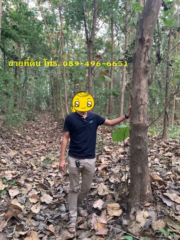 ขายที่ดินและต้นสัก-ขายรวมต้นสัก-แบ่งขายต้นสัก-ขนาด-4-ไร่-88-ตรว-อวิเชียรบุรี-จเพชรบูรณ์