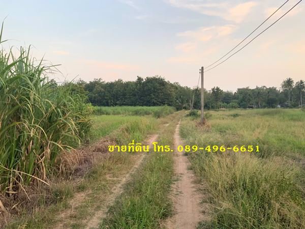 ขายที่ดินและต้นสัก-ขายรวมต้นสัก-แบ่งขายต้นสัก-ขนาด-4-ไร่-88-ตรว-อวิเชียรบุรี-จเพชรบูรณ์