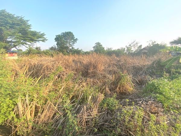 ขายที่ดิน-1-ไร่-ในเขตชุมชน-ใกล้โตโยต้าบ้านโพธิ์-จฉะเชิงเทรา