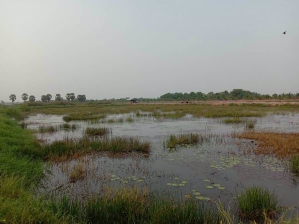 ขายที่ดินบ่อปลา-22-1-68-ไร่-ราคาถูกๆ-ใกล้แหล่งชุมชน-อบางคล้า-จฉะเชิงเทรา