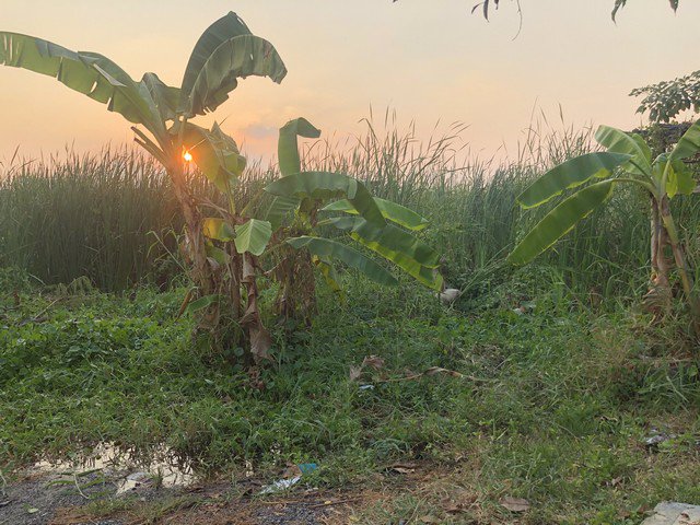 ขายที่ดินเปล่า-3-3-50-ไร่-ที่ดินแปลงใหญ่-ซอยคู้บอน44-รูปแปลงที่ดินสวย