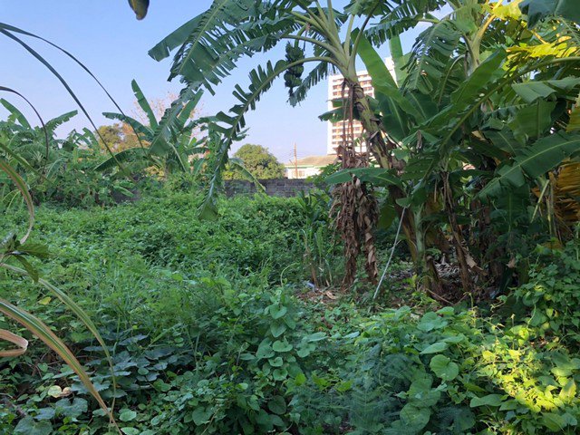 ขายที่ดิน-ซอยเพชรเกษม-42-ขนาด199-ตรว-ม-สยาม-ใก้ลรถไฟฟ้าบางหว้า