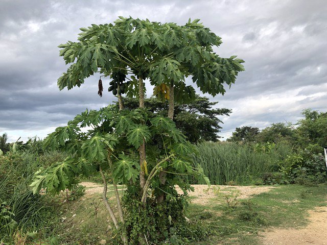 ขายที่ดินสระกระเทียม-เมืองนครปฐม-เนื้อที่-5-0-17-ไร่-ราคาถูกสุดๆ-ใกล้โรงเรียนสระกระเทียม