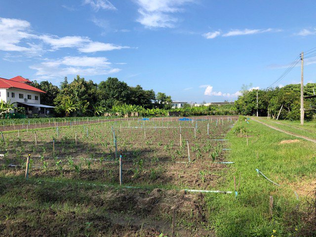 ขายที่ดินแปลงสวย-3-ไร่-หลังแมคโครแม่ริม-เชียงใหม่่-หน้ากว้าง-46-เมตรติดถนน