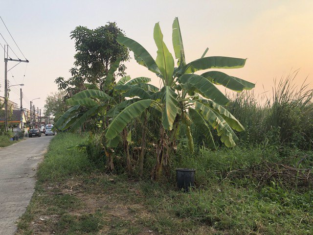 ขายที่ดินเปล่า-3-3-50-ไร่-ที่ดินแปลงใหญ่-ซอยคู้บอน44-รูปแปลงที่ดินสวย