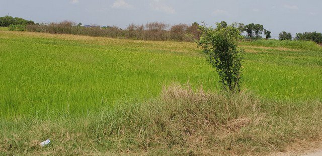 ขาย-ที่ดิน-ชลบุรี-อมตะ-พานทอง-เนื้อที่-11-0-29-ไร่-บ้านศาลา-ชลบุรี