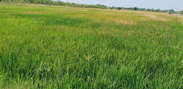 ขาย-ที่ดิน-ชลบุรี-อมตะ-พานทอง-เนื้อที่-11-0-29-ไร่-บ้านศาลา-ชลบุรี