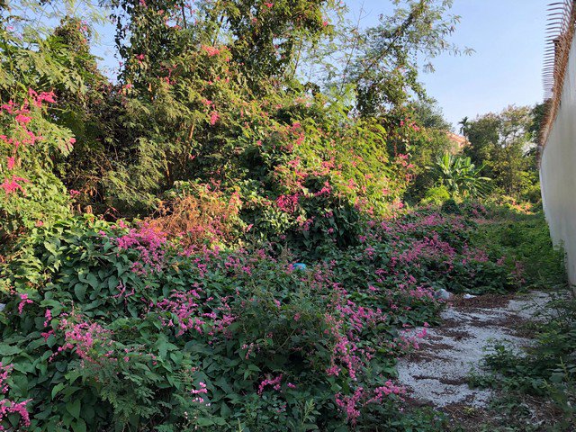 ขาย-ที่ดิน-ลาดพร้าว-71-ซอยนาคนิวาส-41-เนื้อที่-219-ตรว