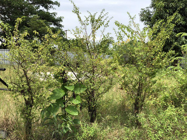 ขาย-ที่ดิน-ซอยวัดลาดปลาดุก-พร้อมสิ่งปลูกสร้าง-เนื้อที่-367-ตรว-หลังติดคลอง-ที่ดินถมแล้ว